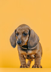 Dachshund puppy posing in yellow studio background. Puppy from kennel, purebreed dog.	
