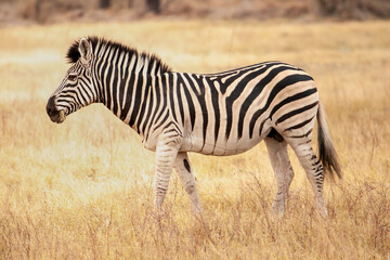 Naklejka na ściany i meble wild zebra from Africa walking through the savanna in Botswana, Africa
