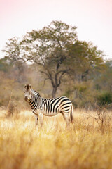 Obraz premium Wild African zebra looking at camera in the savannah in Botswana, Africa