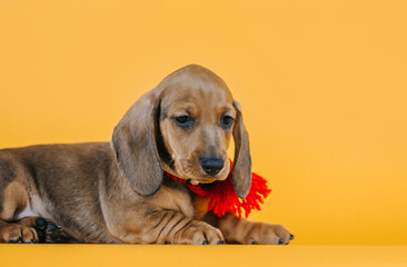 Dachshund puppy posing in yellow studio background. Puppy from kennel, purebreed dog.	
