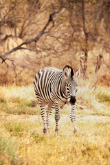 Naklejka premium Wild African zebra looking at camera in the savannah in Botswana, Africa