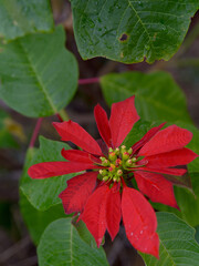 Bella vista de las flores rojas de una poinsettia (Euphorbia Pulcherrima) o flor de Pascua