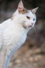 white cat on the seashore.