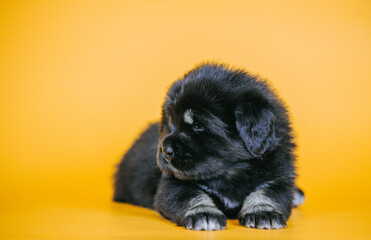 Tibetan mastiff 1 month puppy posing in studio yellow background. Pure breed mastiff from kennel	