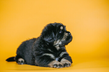 Tibetan mastiff 1 month puppy posing in studio yellow background. Pure breed mastiff  from kennel