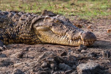 African alligator head in its natural habitat of Botswana in Africa