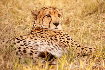 Naklejka na ściany i meble wild cheetah resting lying in the grass in its natural habitat in botswana, Africa