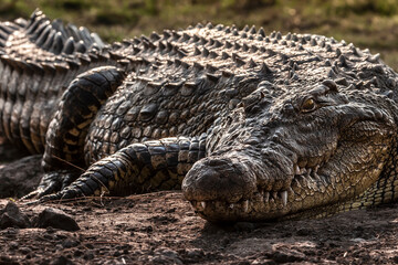 African alligator head in its natural habitat of Botswana in Africa