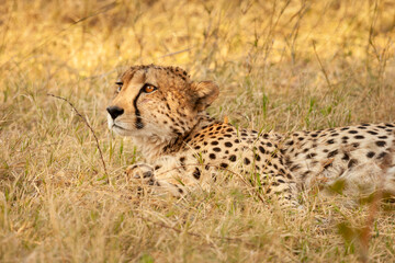 Obraz na płótnie Canvas wild cheetah resting lying in the grass in its natural habitat in botswana, Africa