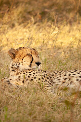 wild cheetah resting lying in the grass in its natural habitat in botswana, Africa