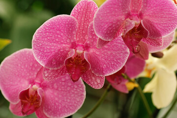 Orchid phalaenopsis with droplets.