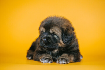 Tibetan mastiff 1 month puppy posing in studio yellow background. Pure breed mastiff from kennel	