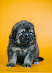 Tibetan mastiff 1 month puppy posing in studio yellow background. Pure breed mastiff  from kennel