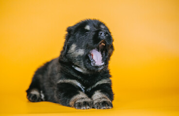 Tibetan mastiff 1 month puppy posing in studio yellow background. Pure breed mastiff  from kennel