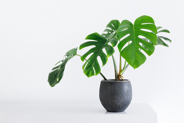 large leaf house plant Monstera deliciosa in a gray pot on a white background in a light interior - obrazy, fototapety, plakaty