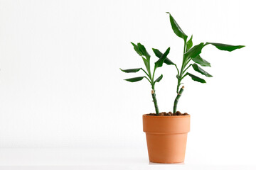 two sprouting cuttings of Dracaena in a small Terra cotta pot, propagating