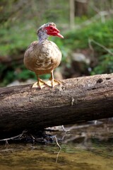 Canard de barbarie en liberté - nature forêt rivière