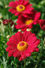 Daisies with droplets.
