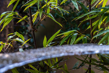 リフレクション