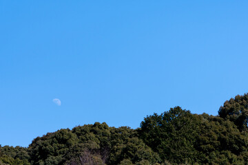 昼間の月