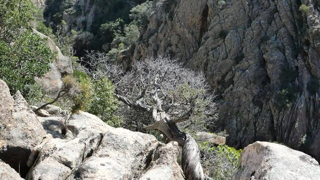 Un antico albero di Ginepro nel Monte nieddu in Sardegna