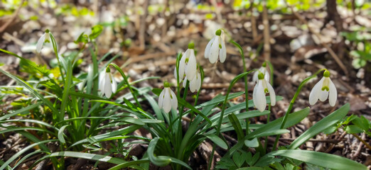 beautiful, large, white snowdrops grow in the ground