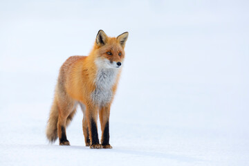 Red fox in winter, Japan. Red Fox in winter landscape. Japanese winter landscape with the animal.