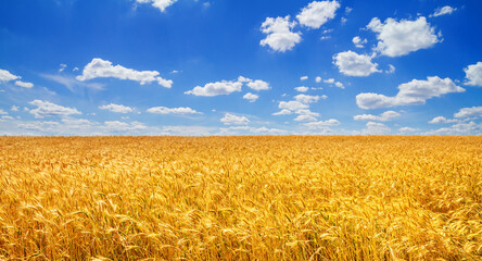 Wheat field in the rays of the summer sun, closeup, bountiful harvest concept. Rural scenery - obrazy, fototapety, plakaty