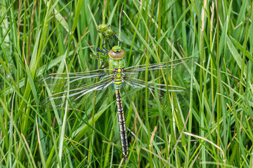 Blue emperor dragonfly basking on grass