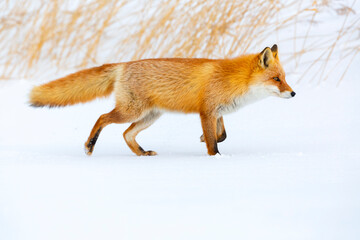 Naklejka na ściany i meble Red fox in winter, Japan. Red Fox in winter landscape. Japanese winter landscape with the animal.