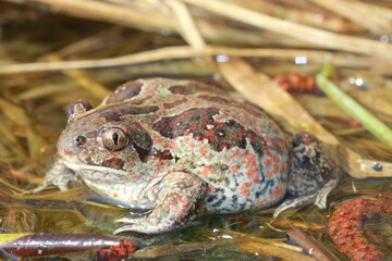 common spadefoot (Pelobates fuscus) female in natural habitat
