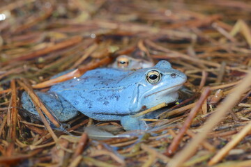 moor frog (Rana arvalis) male in breeding season 