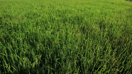 rice field
