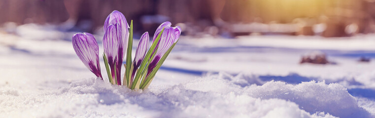 Crocuses - blooming purple flowers making their way from under the snow in early spring, closeup...