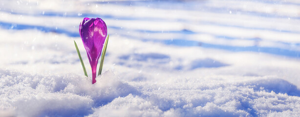 Crocus - blooming purple flower making their way from under the snow in early spring, closeup with...