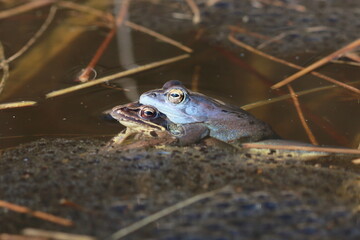 moor frog (Rana arvalis) couple in amplexus in natural habitat