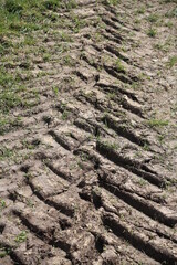 Reifenspuren eines Traktors in der Wiese