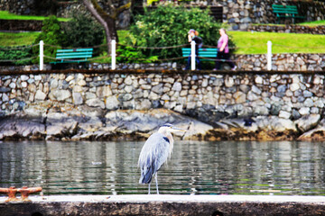 British Columbia Bird by the water in Vancouver - obrazy, fototapety, plakaty