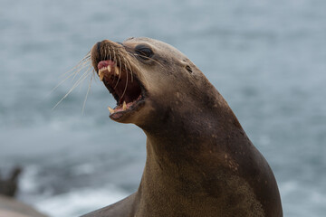 sea lion on the beach