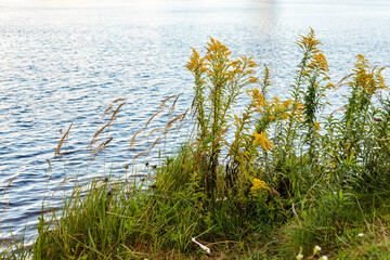 Obraz na płótnie Canvas Reeds and yellow flowers (wild Goldenrod) are growing near blue water