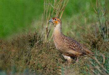 The grey francolin is a species of francolin found in the plains and drier parts of the Indian...