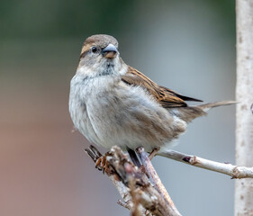 sparrow on a branch