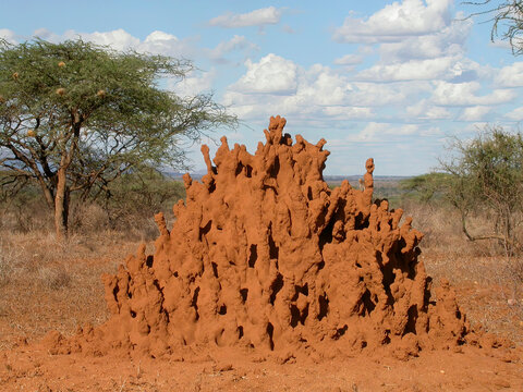 Termitière rouge énorme à Samburu Afrique Kenya