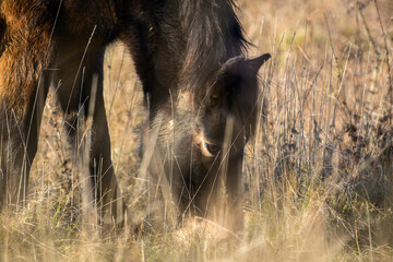 Wild horse, Exmoor pony detail photography.