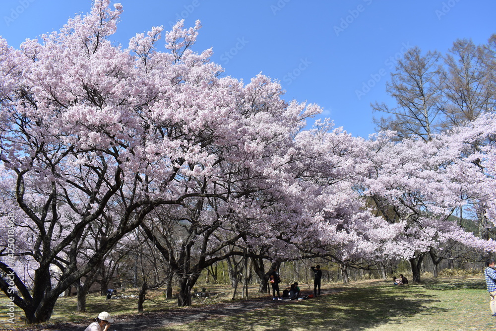 Poster 伊那市高遠の桜