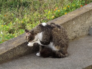 Un gato de tonos grises y blancos en un muro de piedra