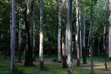 Forest in riverside 