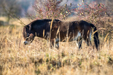 Wild horse, Exmoor pony detail photography.