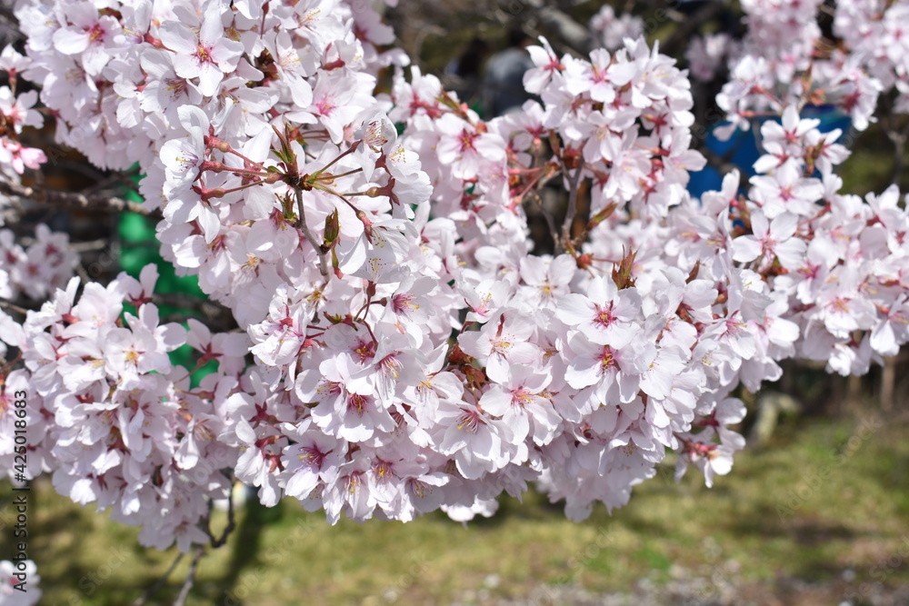 Poster 伊那市高遠の桜