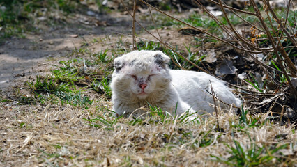 A stray cat lies on the grass